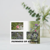 fleurs de chypre carte postale (Debout devant)