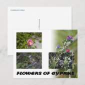 fleurs de chypre carte postale (Devant / Derrière)