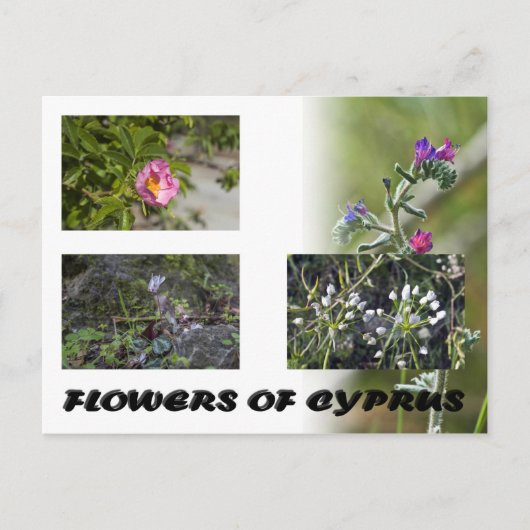 fleurs de chypre carte postale (Devant)