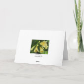 Fleurs de clivea jaune avec carte de bordure jaune (Dos)
