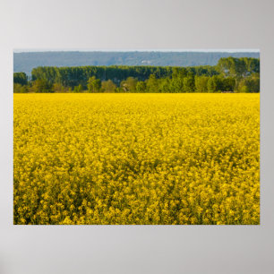 fleurs de colza jaune illuminées par un poster