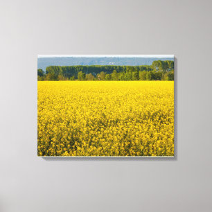 fleurs de colza jaunes illuminées par la toile de