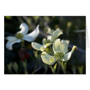 Fleurs de cornouiller