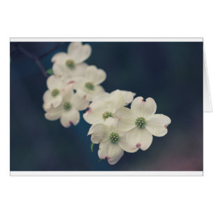 Fleurs de cornouiller