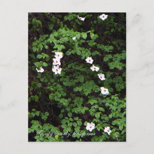 Fleurs de cornouiller dans les bois... Carte posta (Devant)