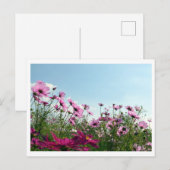 Fleurs de Cosmos : Carte postale du Japon (Devant / Derrière)