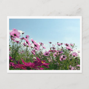 Fleurs de Cosmos : Carte postale du Japon
