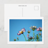 Fleurs de Cosmos : Carte postale du Japon (Devant / Derrière)