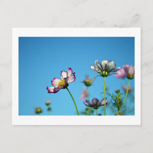 Fleurs de Cosmos : Carte postale du Japon