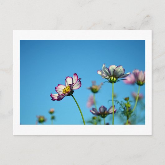 Fleurs de Cosmos : Carte postale du Japon (Devant)