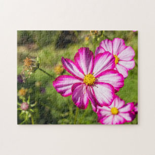 Fleurs De Cosmos Rose Et Blanc Puzzle Jigsaw