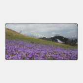 Fleurs de crocus à Velika Planina, Slovénie (Recto)