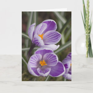 Fleurs de crocus violettes ... carte de Pâques