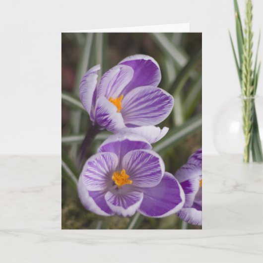 Fleurs de crocus violettes ... carte de Pâques (Devant)