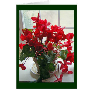 Fleurs de cyclamen rouge