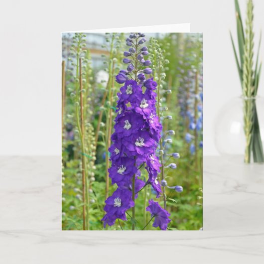 Fleurs de delphinium violet imprimer carte de voeu (Devant)