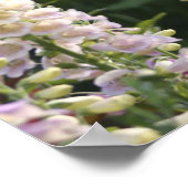 Fleurs de digitale ... affiche (Coin)