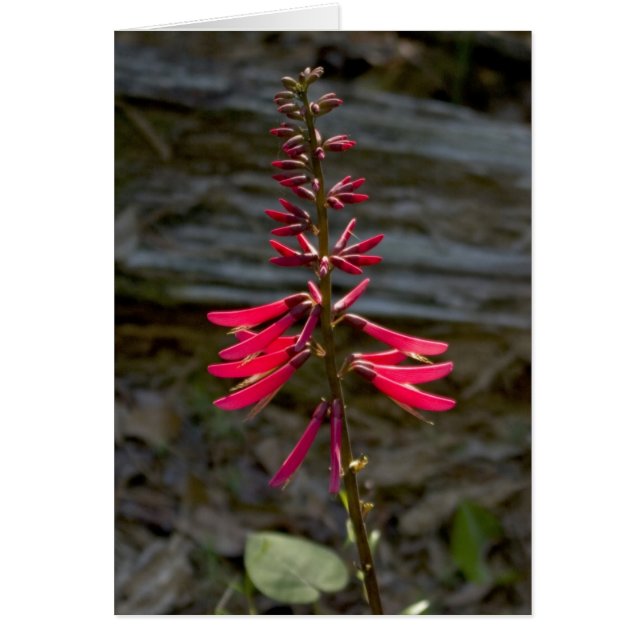 Fleurs de Foxfire (Devant)