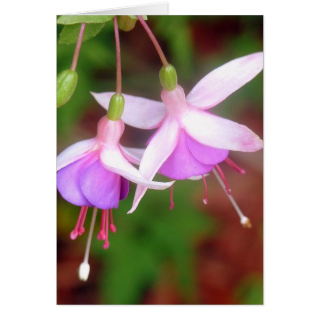 Fleurs de Fuschia (Devant)