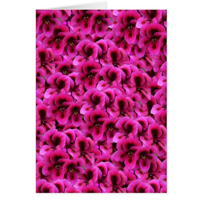 Fleurs De Géranium Magenta Chaud, (Devant)