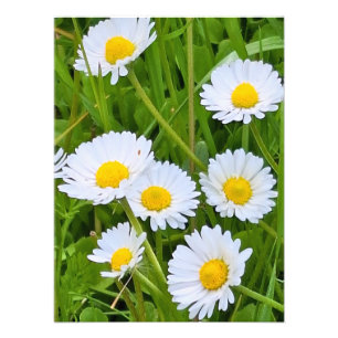 Fleurs de jardin sauvage Roumanie – Photographie d