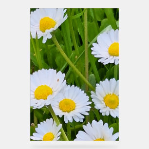 Fleurs de jardin sauvage Roumanie – Photographie d