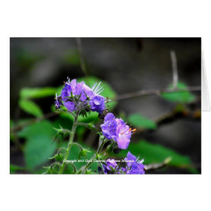 Fleurs de la forêt nationale de Cherokee