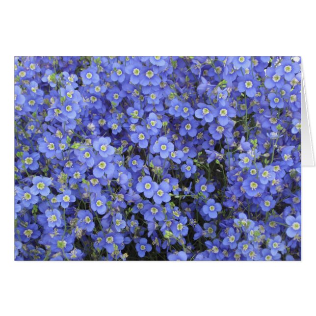 Fleurs de lin aux jardins de Longwood, (Devant horizontal)