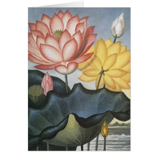 Fleurs de Lotus vintages, Le Haricot Égyptien Sacr (Devant)