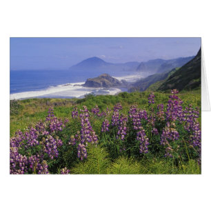 Fleurs de lupin et littoral accidenté le long