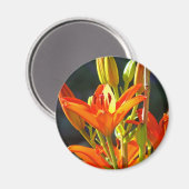 Fleurs de lys orange magnets Toucher de guérison (Recto/Verso)