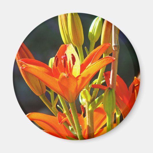Fleurs de lys orange magnets Toucher de guérison (Devant)
