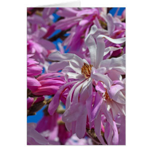 Fleurs de magnolia rose