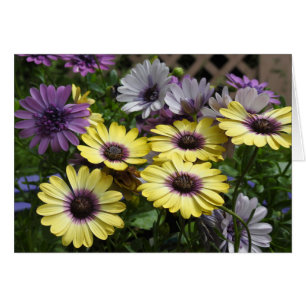 Fleurs de marguerite africaine jaunes et violets
