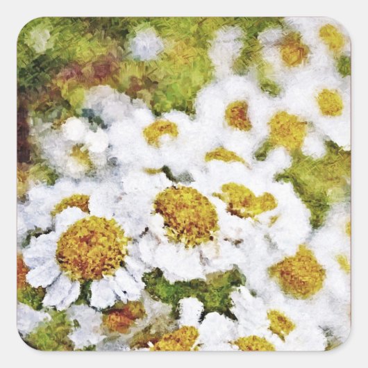 Fleurs de marguerite blanche - Sticker d'art de pe (Devant)