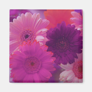 Fleurs de marguerite rose Gerbera Magnets