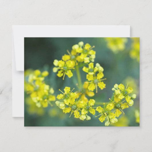 Fleurs de Moutarde, Carte de Vœux (Devant)