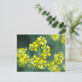 Fleurs de Moutarde, Carte de Vœux (Debout devant)