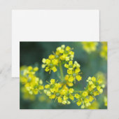 Fleurs de Moutarde, Carte de Vœux (Devant / Derrière)