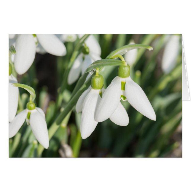 Fleurs de neige (Devant horizontal)