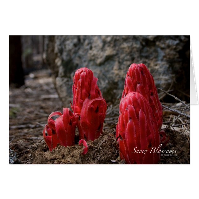 Fleurs de neige (Devant horizontal)