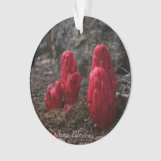 Fleurs de neige (devant)