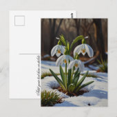 Fleurs de neige Carte postale (Devant / Derrière)