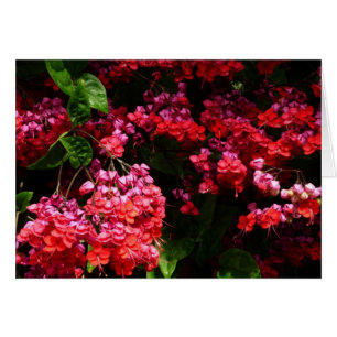 Fleurs de pagode colorées rouge et rose
