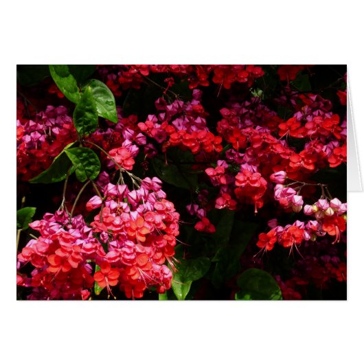 Fleurs de pagode colorées rouge et rose (Devant horizontal)