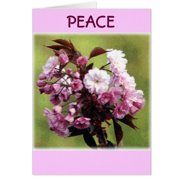 Fleurs de paix (Devant)