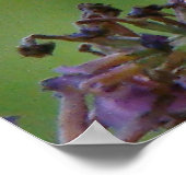 Fleurs de papillon Fritillaire Nouvelle affiche de (Coin)