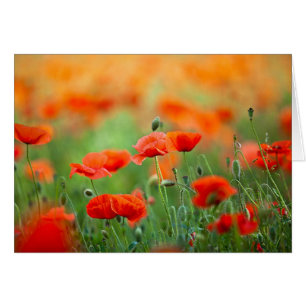 Fleurs de pavot rouge