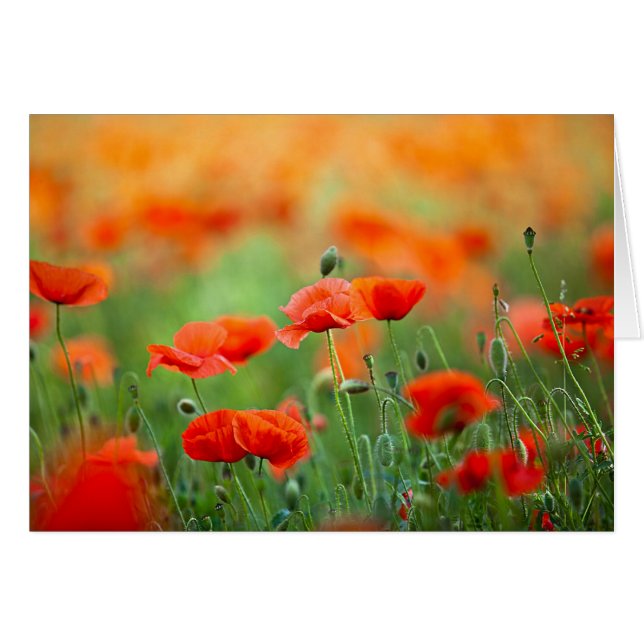 Fleurs de pavot rouge (Devant horizontal)