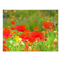 Fleurs de pavot rouges Photographie d'art fin Pavo